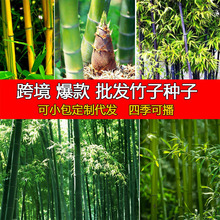 散装大型毛竹种子紫竹种子新采毛竹种子青竹金镶玉竹子