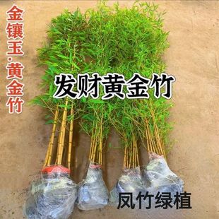 �S��������������ͥԺ�ļ����໨�@�^�pֲ���҃������Ծ��^