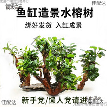 �~���쾰ֲ��ˮ�ų�ľ���ԑ�������С���B�~���ˮ��