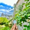 Transparent four -petal fan
