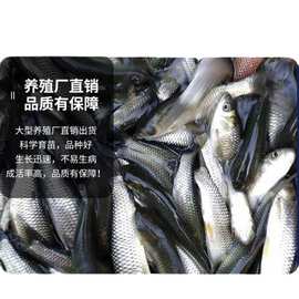 草鱼苗淡水喂乌龟的小鱼好养殖食用活物冷水大鱼青鱼跨境亚马逊