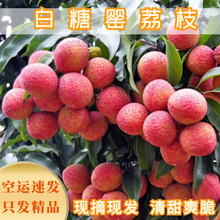 順豐空運廣東高州白糖罌荔枝新鮮老樹應當季孕婦水果一件代發