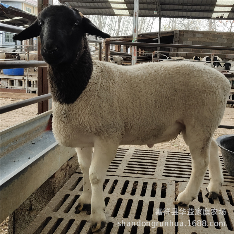肉羊养殖场黑头杜泊绵羊价格小尾寒羊种羊养殖场