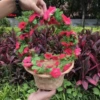 Large Bamboo Basket + Narcissus Rattan Rose Red