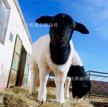 黑头杜泊小公羊杜泊绵羊种羊怀孕母羊价格杜寒羊养殖场羊苗供应