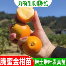 ���۽����С��ۘ� ���� �����Ƥ����� ��ۘ��ʳ�� �����l؛