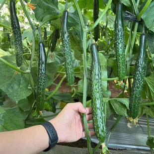 �ӱ��ļ���ȫ����߲�ˮ���N��ֲ��N�ӾG�ľG�⾩��һ̖�S�ϷN��