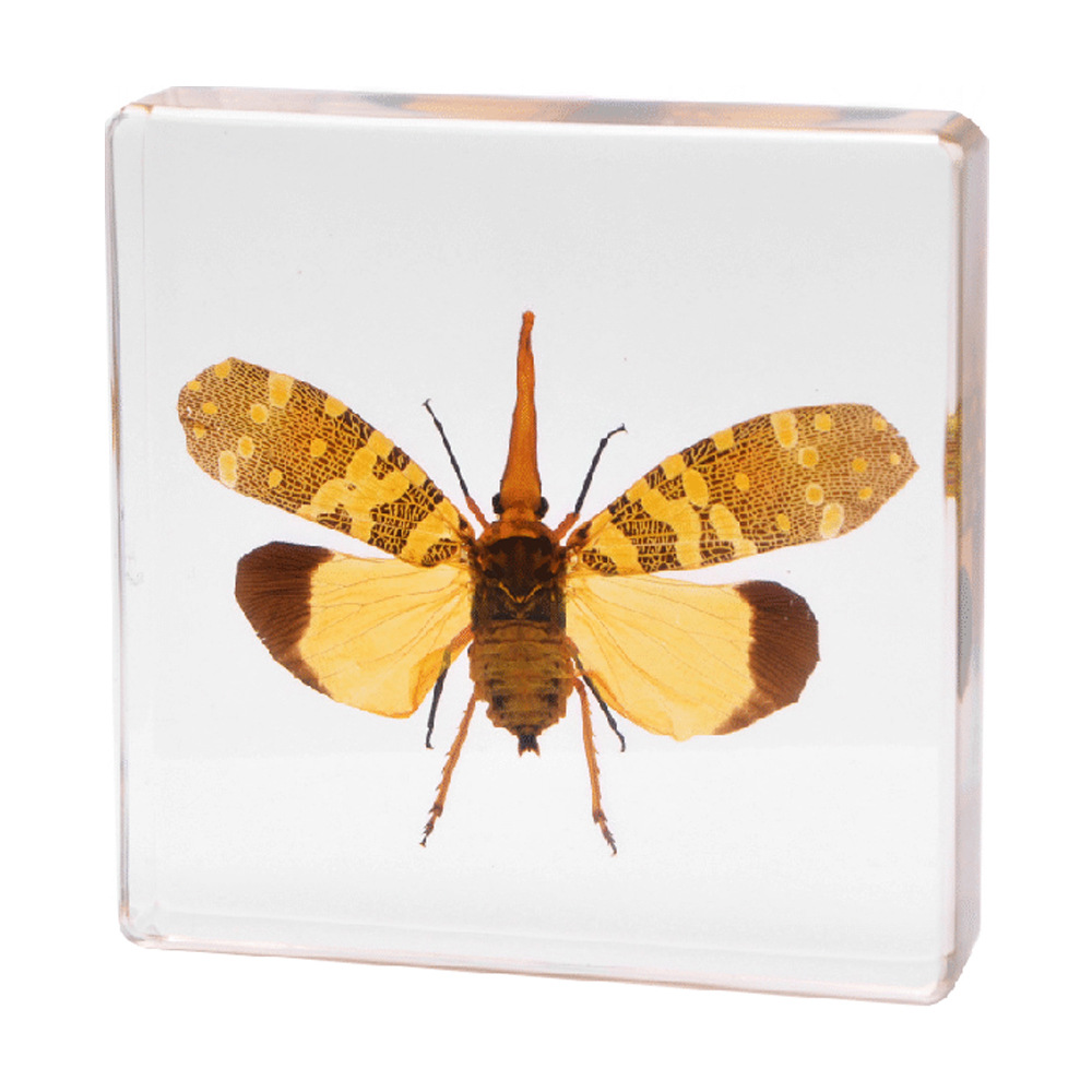 7.5CM 용안 닭 펼쳐진 날개