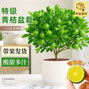 ������Ԓ����ʳ����ֲؔ�����������ļ�С���������������羳�S