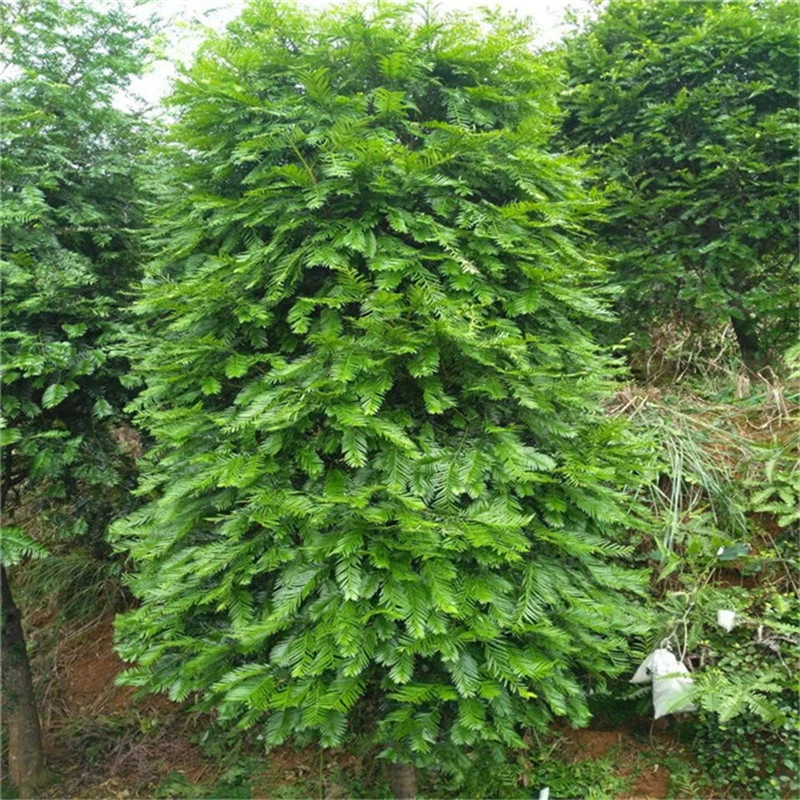 База Оптовая Taxus chinensis var. Mairei Озеленение саженца двор Моделирование дерева Пагода Сферический Пейзаж Дерево