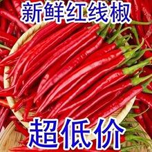 安徽农家自种新鲜二荆条红线椒杭椒剁椒长辣椒中辣小尖椒5斤现摘
