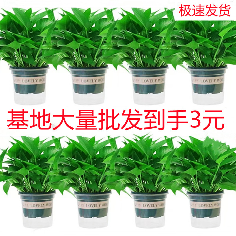 180 Potted Florals and Green Plants Wholesale Chlorophytum Long Vine Green Basket Small Potted Indoor Desktop Hydroponic Plants 180 Potted Florals and Green Plants Wholesale Chlorophytum Long Vine Green Basket Small Potted Indoor Desktop Hydroponic Plants