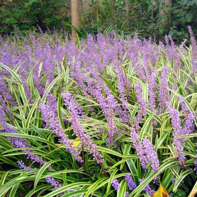 Двор растение карлик Ophiopogon japonicus рассада травы Yulongcao вечнозеленый круглый год длинный короткий лист Пномпень зеленый лист Ophiopogon japonicus