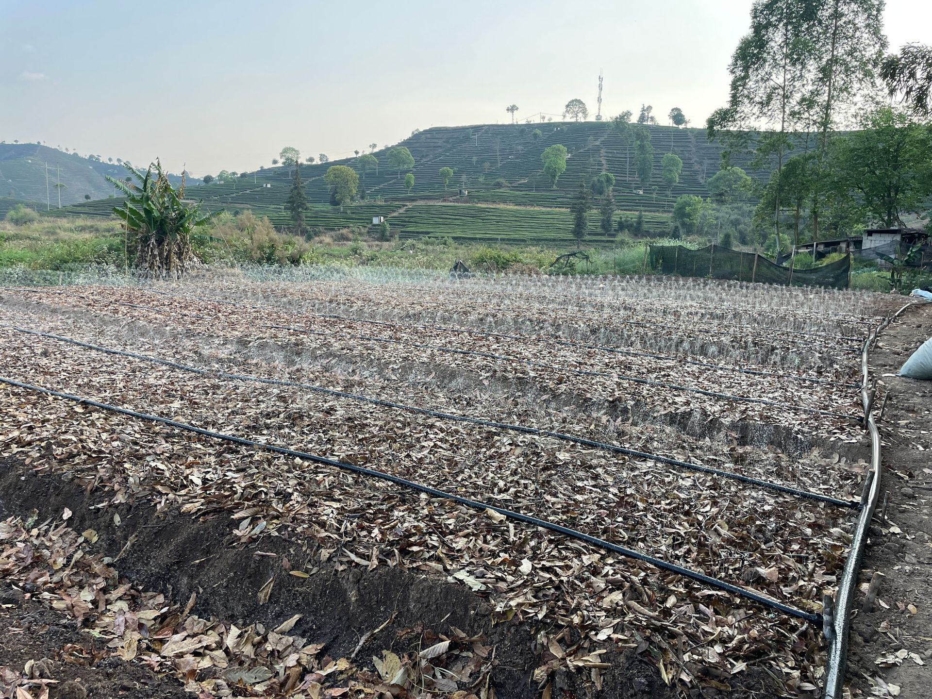 鱼腥草种植 (23).JPG
