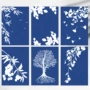 感光cyanotype太阳纸