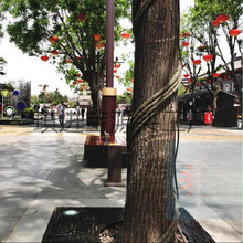 ���ϸɘ�֦늾����@��ľ���ٗl�bܷ�Ƥ������Ę��ٴ�����