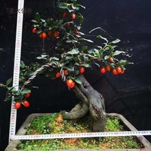 �Ϙ������辰�В�������辰����ɼ޽�֦�l���������Ә��^��̫��