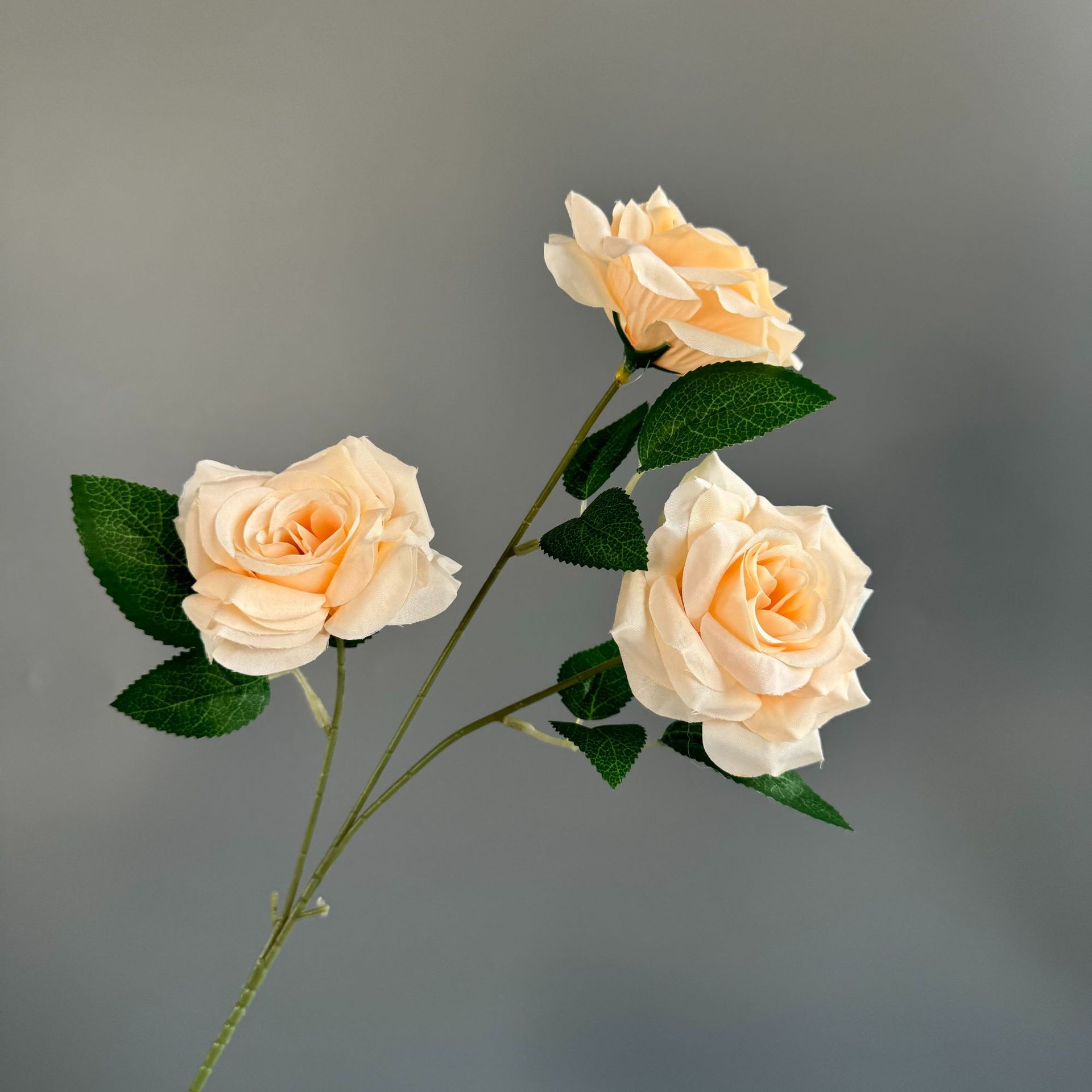 샴페인 컬러(잎 없음)