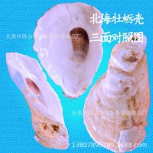 北海大量生蚝壳过滤装饰水族箱鱼缸水族管原始牡蛎DIY精选