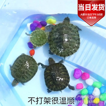 ������ؔ��С�S����������ﵭˮ�t������������С�������w���l