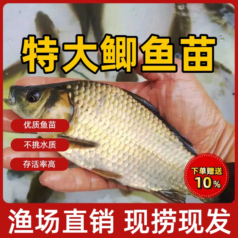 Catfish fry Zhongke No. 5 Cat Fry Forl Engineering Catfish Flower Fresh Aquaid Edible Catfish Fry