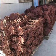 �߲��Bֳ���Ҵ���������^������ؘ���Ĥ�����L�Ӵֵ��h���