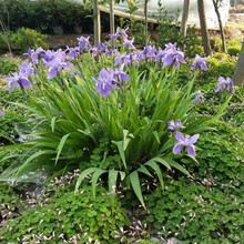 庭院易活矮花蓝花鸢尾苗耐寒多年生宿根花卉喜阴植物室外绿化花苗