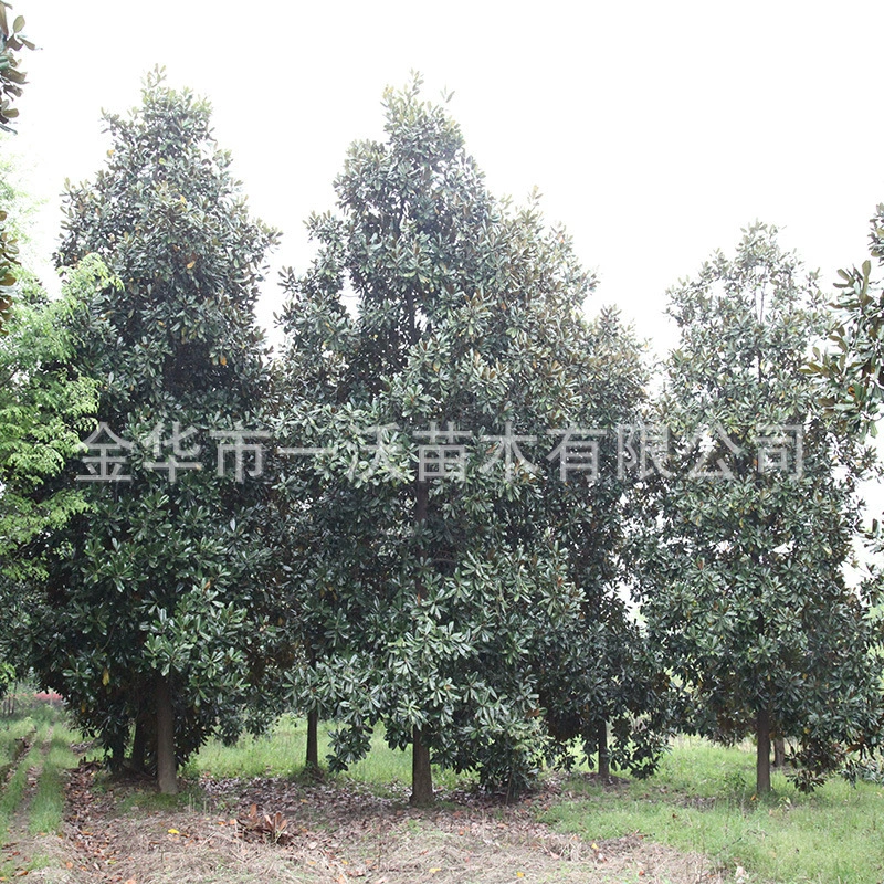 Магнолия крупноцветковая Белая Магнолия Желтый Магнолия фиолетовый Магнолия цена прекрасная возможность потерять 12-20 см