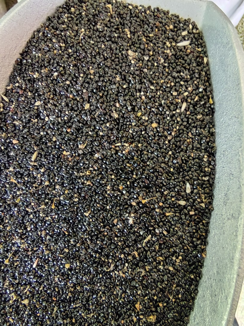 Qing Xiang Zi (Celosia argentea) — Dried Food-Herb Seeds, 500g in use
