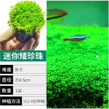 ǰذ~ˮֲݻˮԲ֟oţë