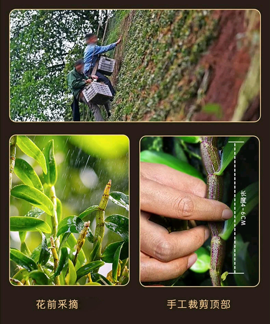 Tie Pi Shi Hu Feng Dou Dried Dendrobium Officinale Stems 500g Yunnan Herb for Soup and Tea in use