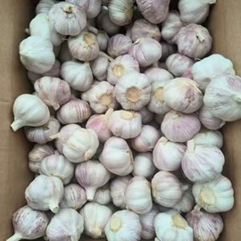 蒜;其他蔬菜;洋葱