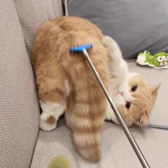 ネットの赤い猫のおもちゃは伸縮性があってかゆいです。