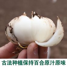 新货兰州鲜百合兰州百合农家兰州百合食用甜百合新鲜百合甘肃特产