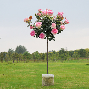 Lollipop Tree Stump Rose Flower Seedlings Extra Large Flower Flower Plant Courtyard Four-Season Rose with Flower Tree-Shaped Rose