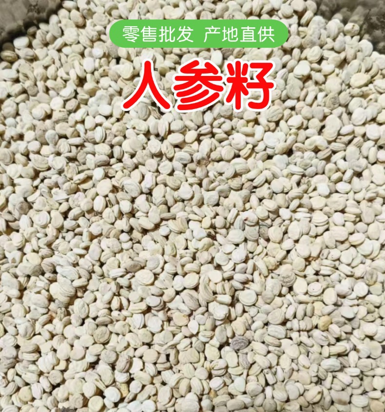 Dried Ginseng Seeds Plump White Ren Shen Zi 500g Traditional Herbal Use overview