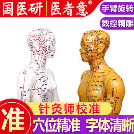 高清刻字人体经络穴位模型全身男女中医针灸铜人小皮人扎针穴位图