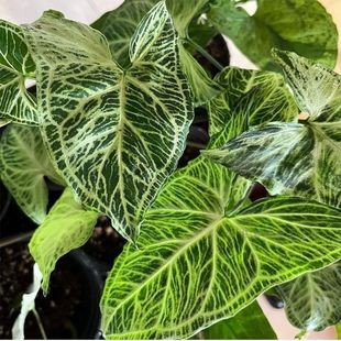 �͵ϲ��y�Ϲ���Syngonium Batikϡ�оW�tins�L�^�~����ţ�̺Ϲ���