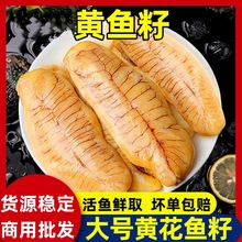 黄花鱼籽大号鱼泡鱼子鱼肚鱼白鱼膘鱼杂鲜活海鲜鱼籽冷冻商用批发