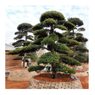 �ձ��_�h�����͘� ͥԺ�G�����^�� ���Ի������l �_�h�ɴ��