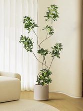 ԌLGֲ_ľ҃طֲ߶b٘[