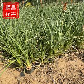 小园丁火炬花 盆栽苗多年生耐寒宿根庭院植物 山东基地批发火炬花