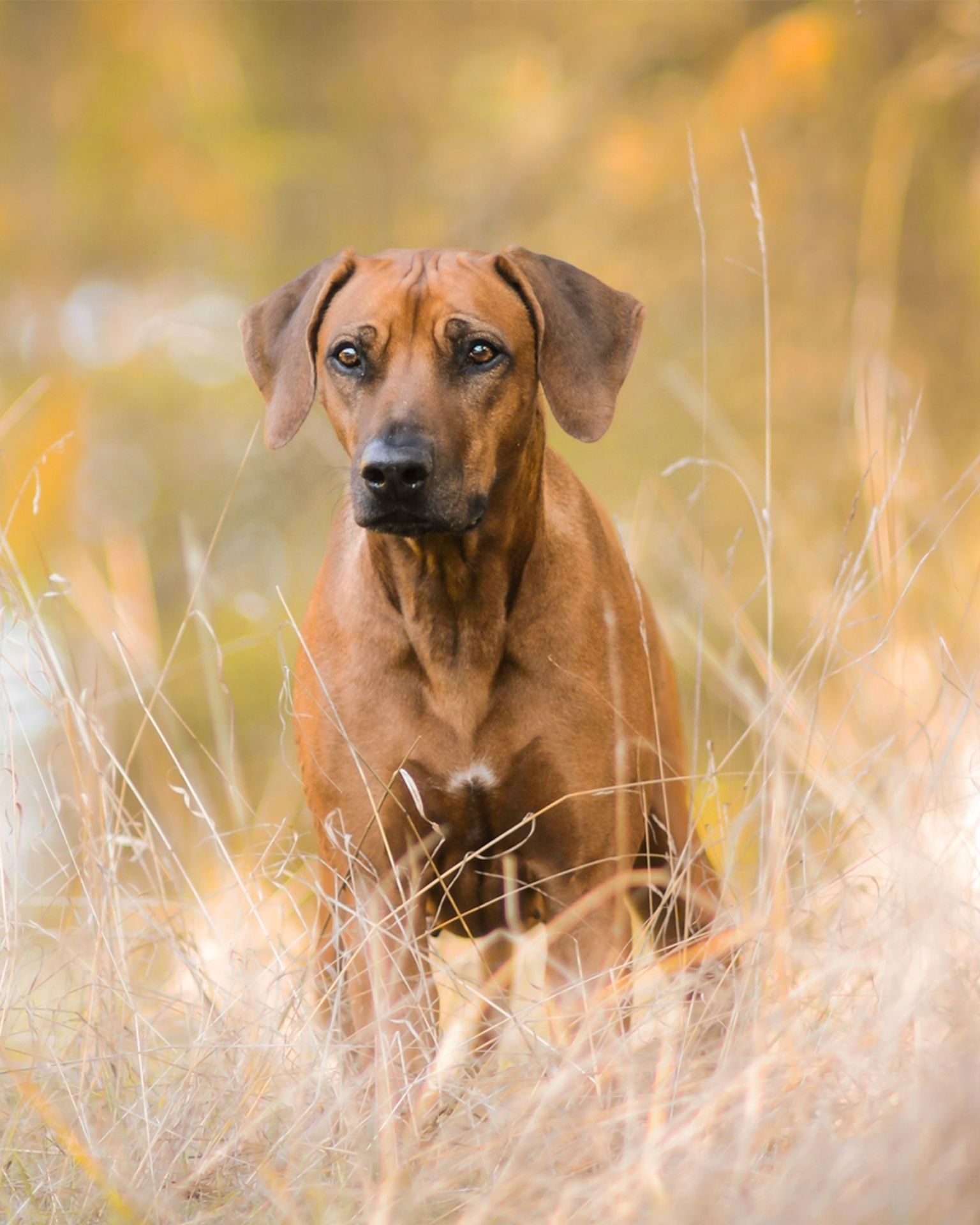 Diamond Painting Example