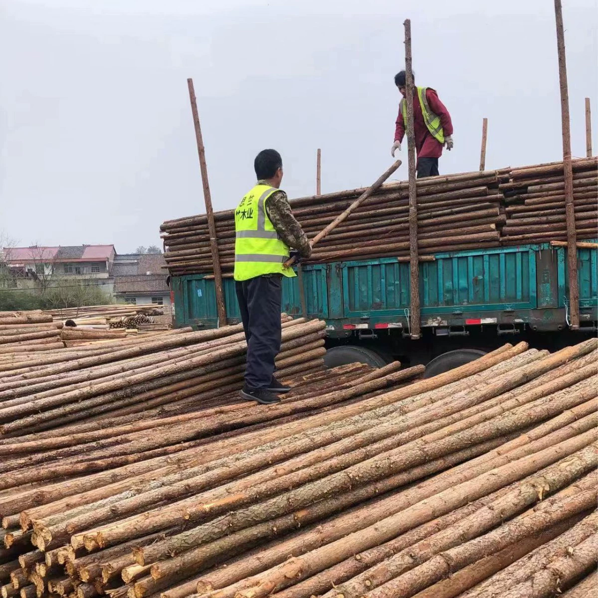 Cunninghamia lanceolata полюс озеленение поддержка деревьев озеленение Поддержка полюс река свайные древесины источник происхождения доставки