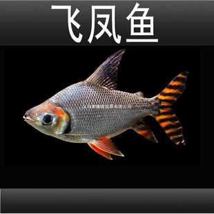 �w�P�~�^�p�~ֱ�y�w�P�坍���~���~�������~�P�~���w