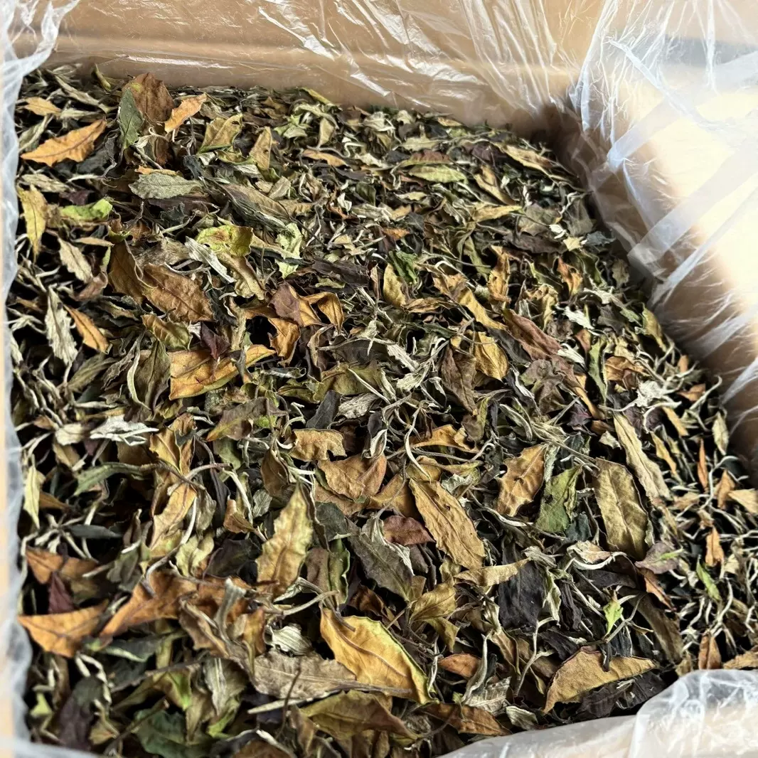 茶叶批发 2025年云南大雪山古树老树白茶 冰糖甜 兰花香 月光白