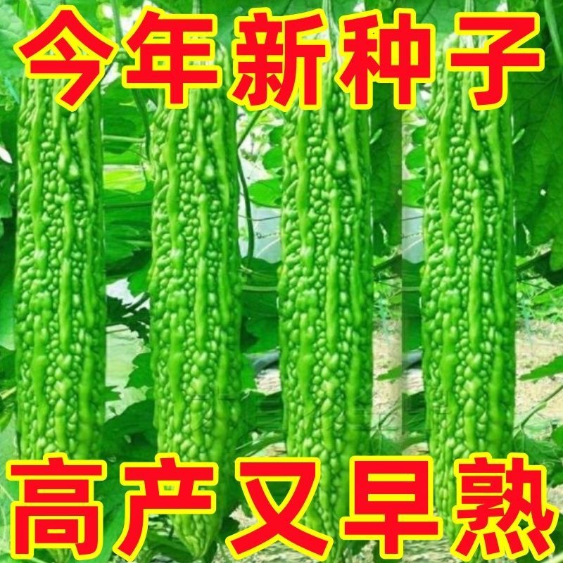 苦瓜种子高产早熟翠绿疙瘩绿白苦瓜种籽春季四季播庭院蔬菜种孑