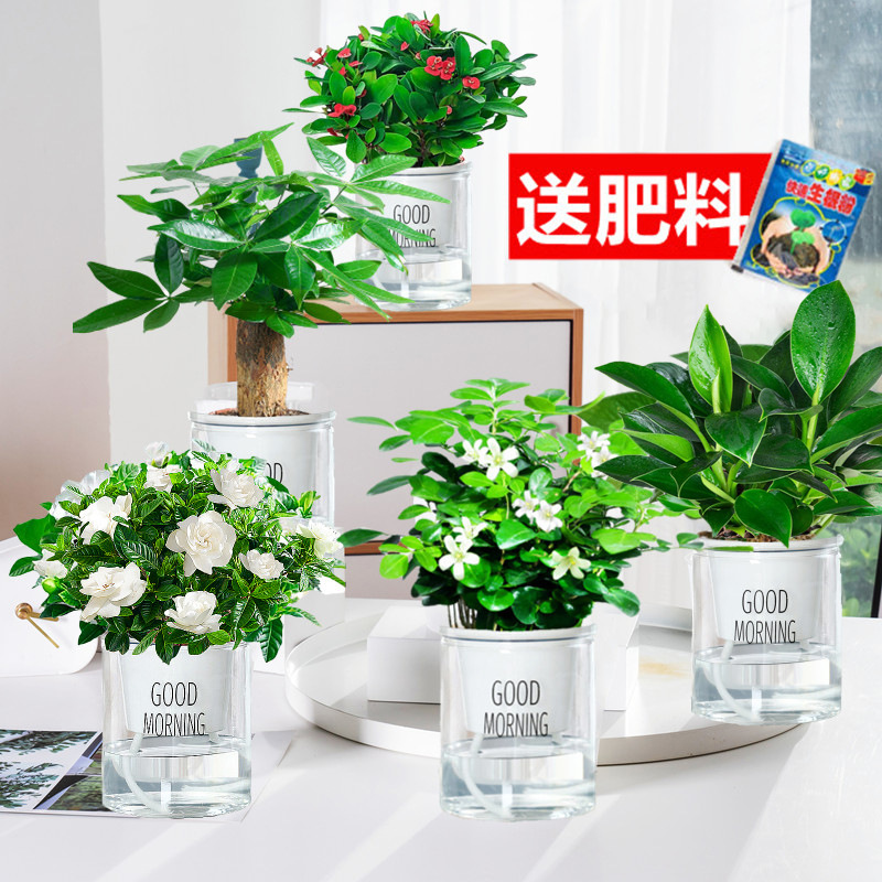 골든 다이아몬드 + 머니 트리 + 치자나무 + 구리향 + 철베고니아(굿모닝 분지) + 영양액