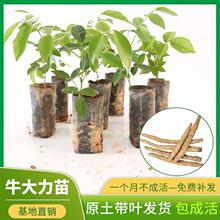 ţ��������С�~Ʒ�N���ڼ��~Ұ���Nֲţ�Ŵ��������Y������ș���l