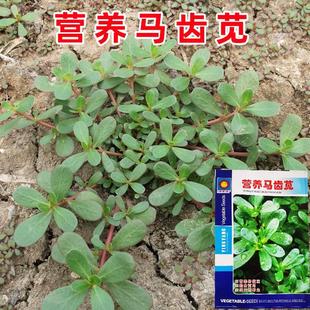 Purslane Seeds, Edible Purslane, Fast-Growing Grass Seeds, Heat-Resistant, Drought-Tolerant, Nutritious Potted Garden Grass Seeds